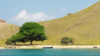 gili banta
